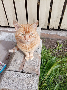 Kissa (1 valokuva sivusta 2)