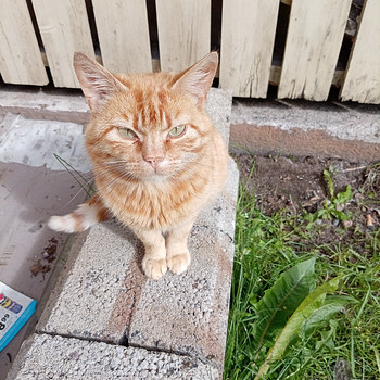 Kissa