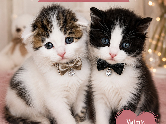 Котёнок