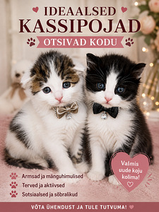 Котёнок (1 фото из 1)