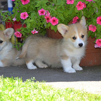 Welsh corgi pembroke