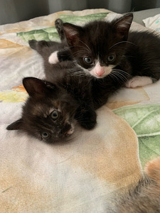 Котята (1 фото из 3)