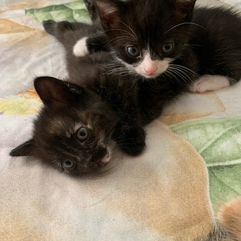 Котята