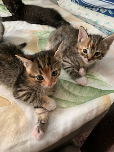 Котята (2 фото из 3)