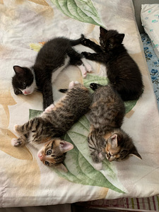 Котята (3 фото из 3)