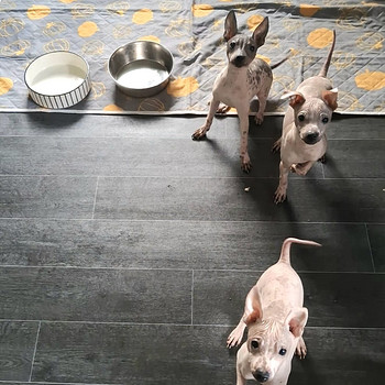 American hairless terjer