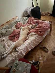 Продам собаку (5 фото из 5)