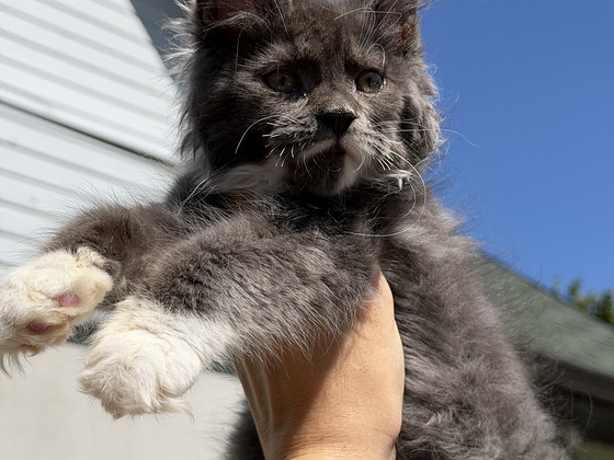 Mainecoon