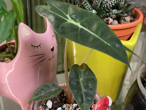 Alocasia polly