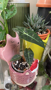 Alocasia polly (1 foto / 2)