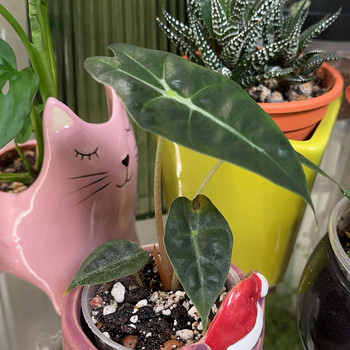 Alocasia polly
