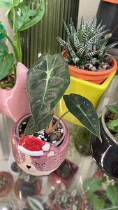Alocasia polly (2 foto / 2)