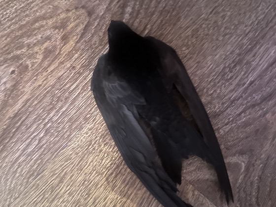 Otsin lisatööd - tööd