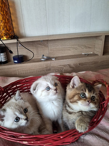 Шотландские котята (1 фото из 8)