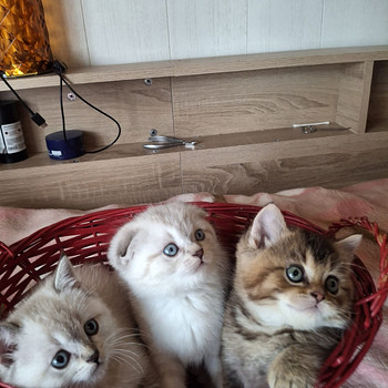 Шотландские котята