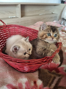 Шотландские котята (2 фото из 8)