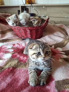 Шотландские котята (3 фото из 8)