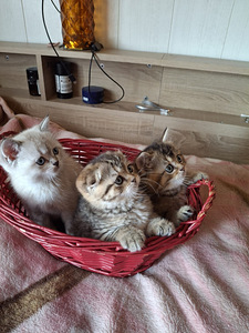 Шотландские котята (6 фото из 8)