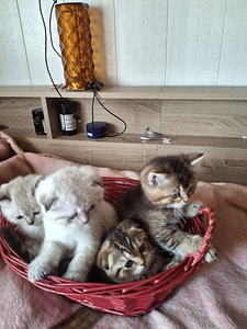 Шотландские котята (8 фото из 8)