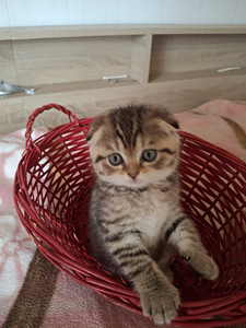 Шотландские котята (4 фото из 8)