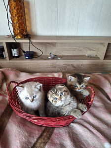 Шотландские котята (5 фото из 8)
