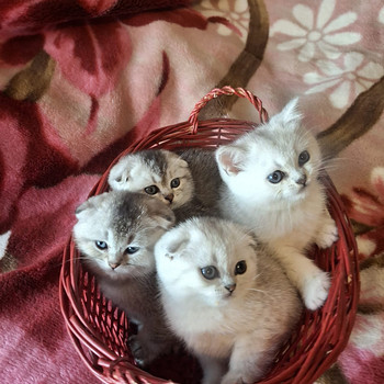 Шотландские котята