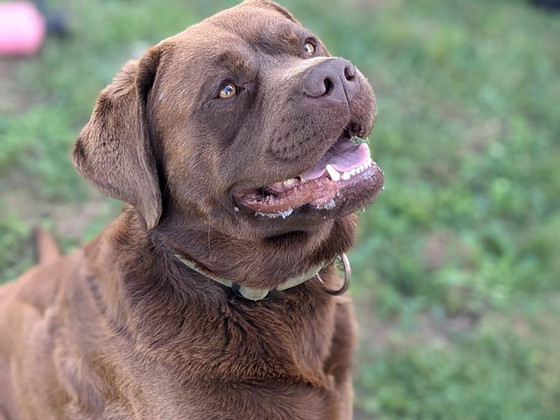 Labradori retriiver