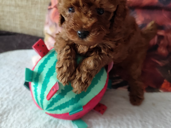 Toy pudel