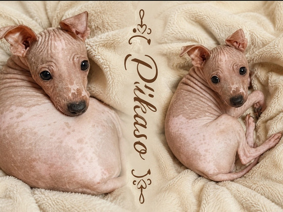 Exotic puppies