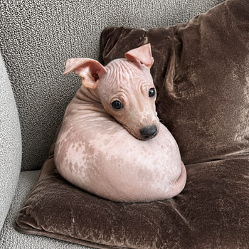 Exotic puppies