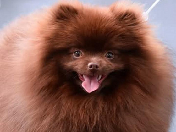 Müüakse pomeranian