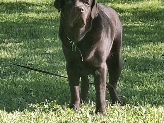 Labradori isane paarituseks