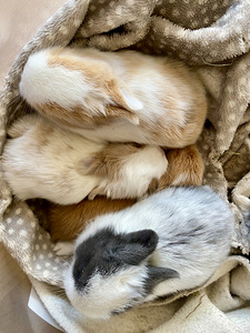 Lions mane dwarf rabbits (1 foto / 6)