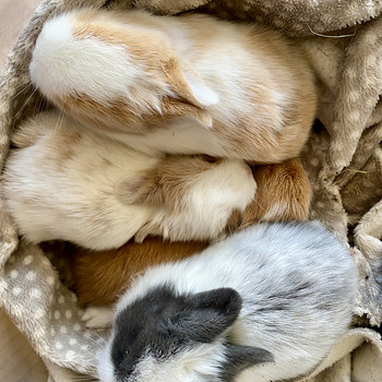 Lions mane dwarf rabbits