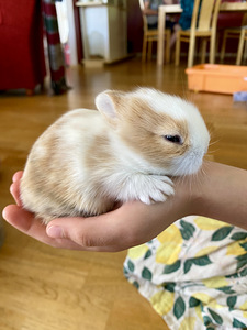 Lions mane dwarf rabbits (2 foto / 6)