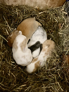 Lions mane dwarf rabbits (3 foto / 6)