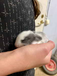 Lions mane dwarf rabbits (4 foto / 6)