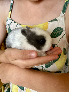 Lions mane dwarf rabbits (5 foto / 6)