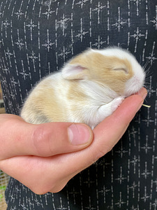 Lions mane dwarf rabbits (6 foto / 6)