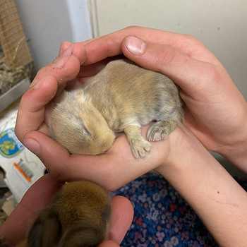 Lions head dwarf rabbits