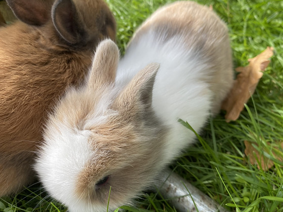 Lions head dwarf rabbits