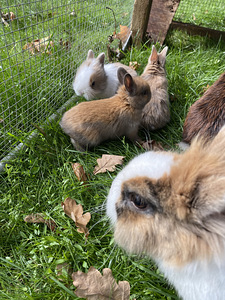 Lions head dwarf rabbits (2 foto / 5)