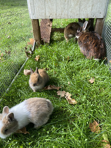 Lions head dwarf rabbits (3 foto / 5)
