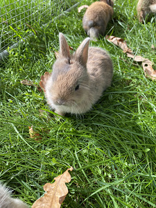 Lions head dwarf rabbits (1 foto / 5)