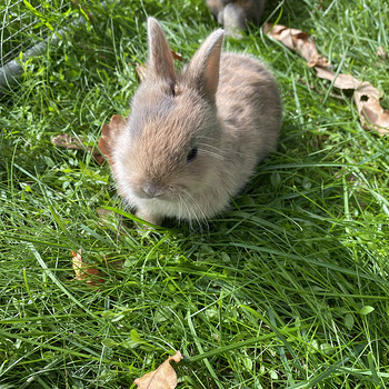 Lions head dwarf rabbits