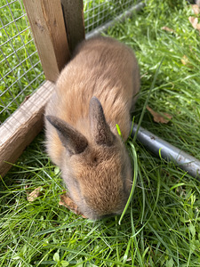 Lions head dwarf rabbits (4 foto / 5)