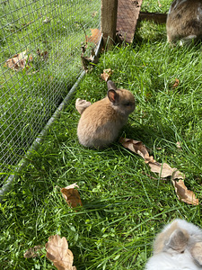 Lions head dwarf rabbits (5 foto / 5)