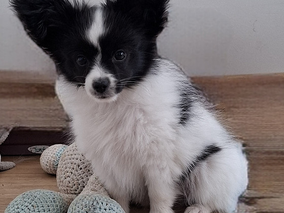 Papillon