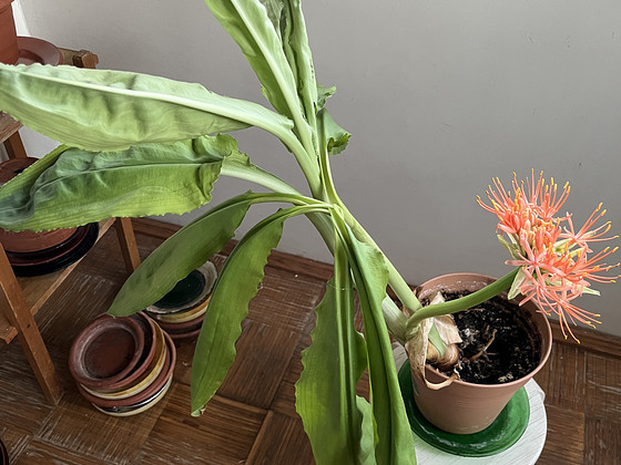 Müua toalilled Veriliilija" (Scadoxus multiflorus)