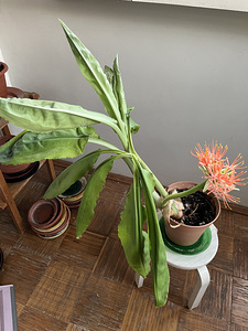 Müua toalilled Veriliilija" (Scadoxus multiflorus) (1 foto / 4)